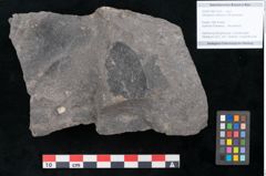 Foto (Objekt + Etikett) von Ulmophylon latifolium Ettingshausen (NHMW-GEO-2024-0188-10220)
